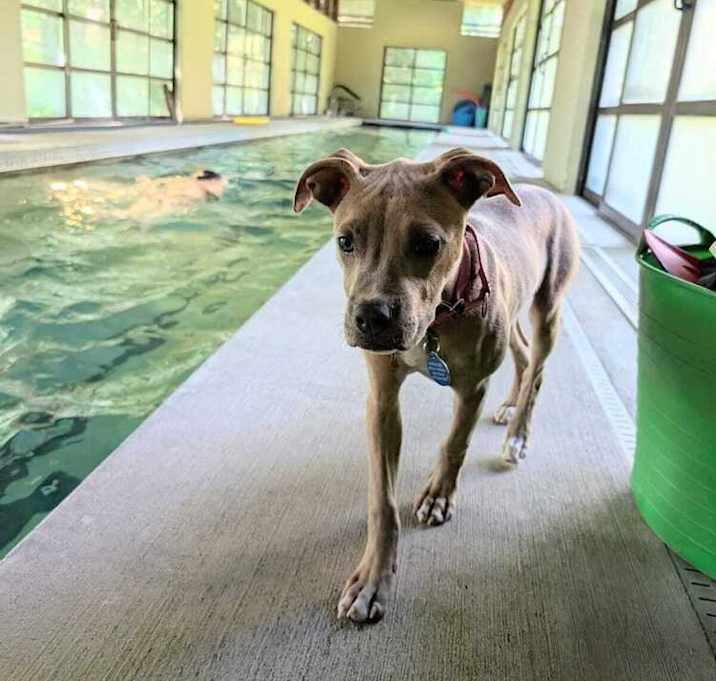 Photo of Edwina (FOSTERED LOCALLY)