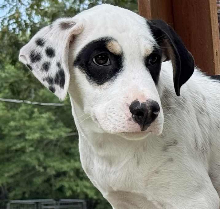 Photo of Scooby