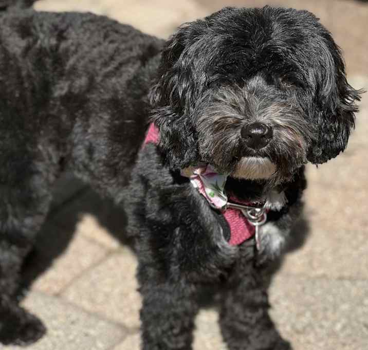 Photo of Dolly