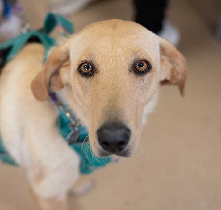 Photo of Tawny