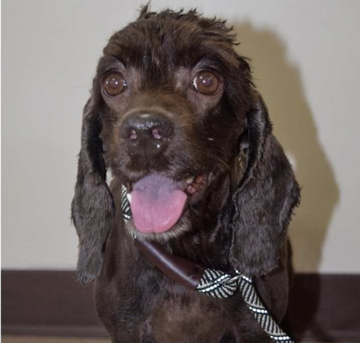 Photo of Godiva