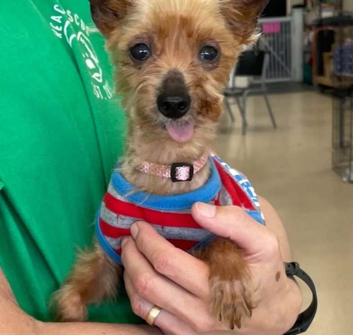Photo of Smiley