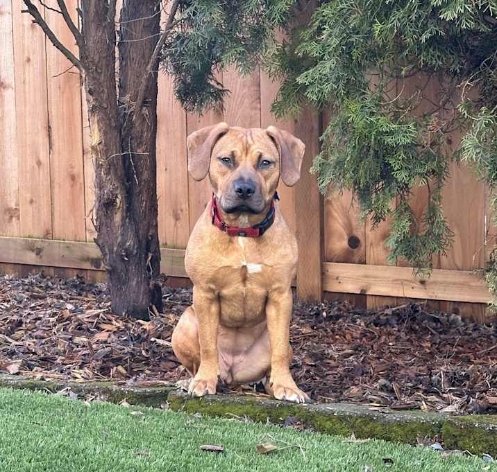 Photo of Frankie - AVAILABLE
