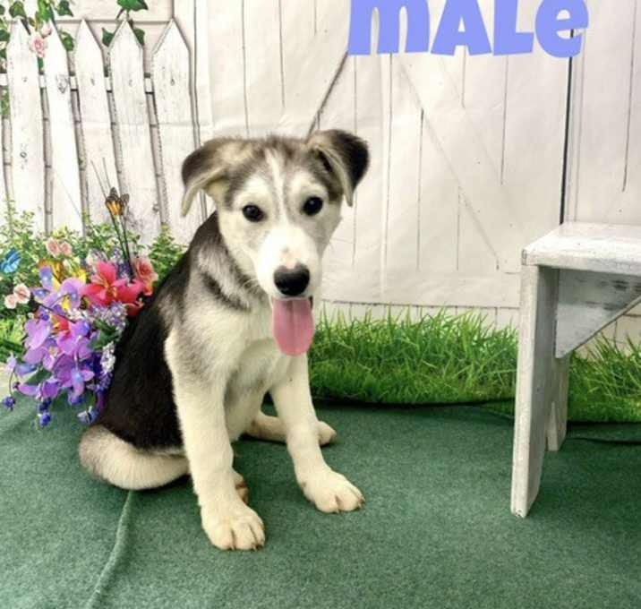 Photo of Max