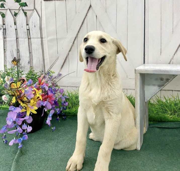 Photo of Ruby