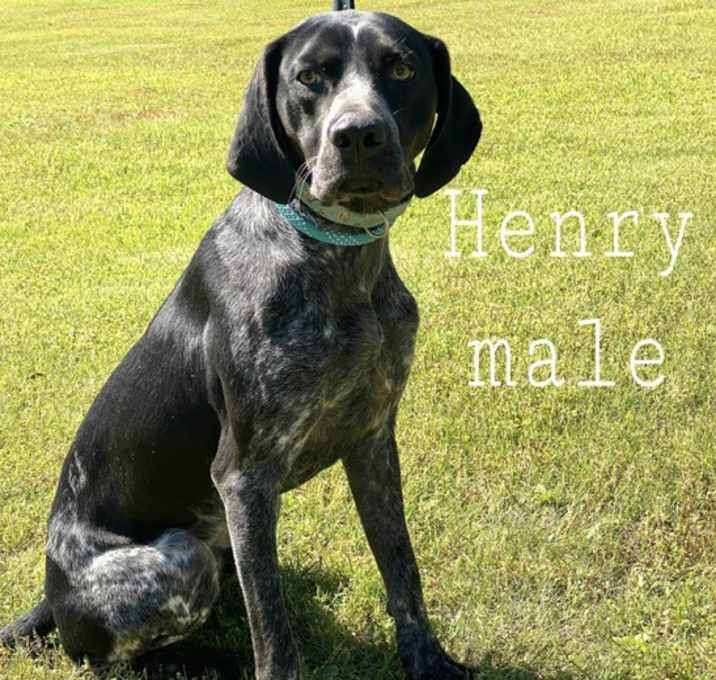 Photo of Henry