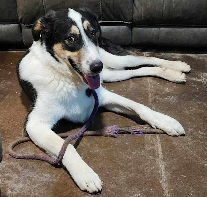 Photo of Tank the Shepherd