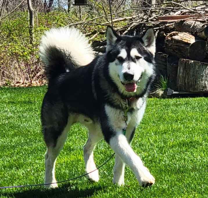 Photo of Rocky