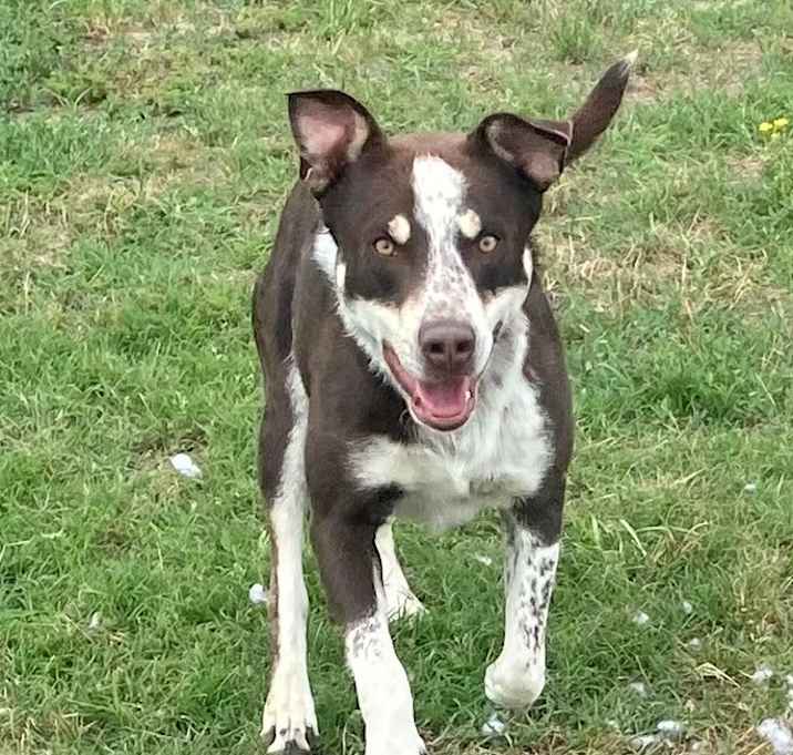 Photo of Brownie