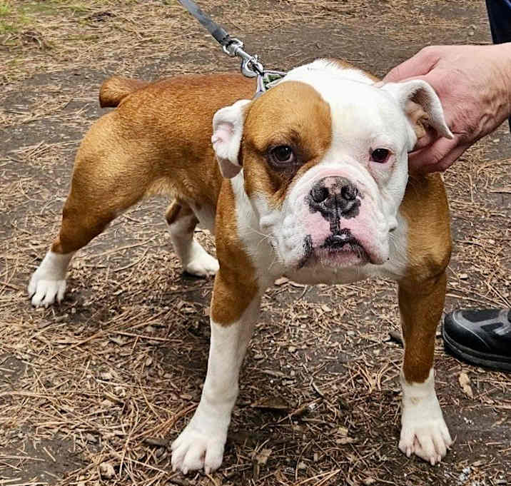 Photo of Meatball