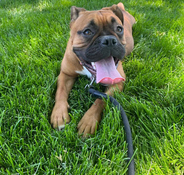 Photo of Tink