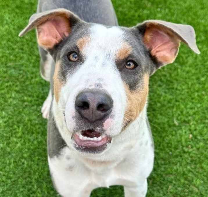 Photo of Skippy