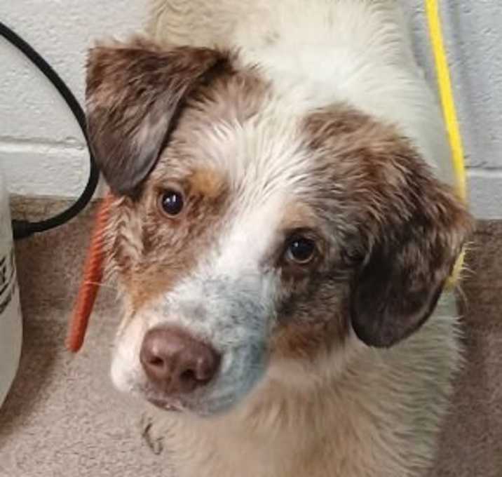 Photo of Ranger