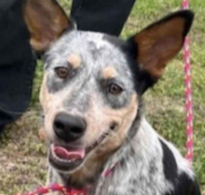 Photo of Bluey