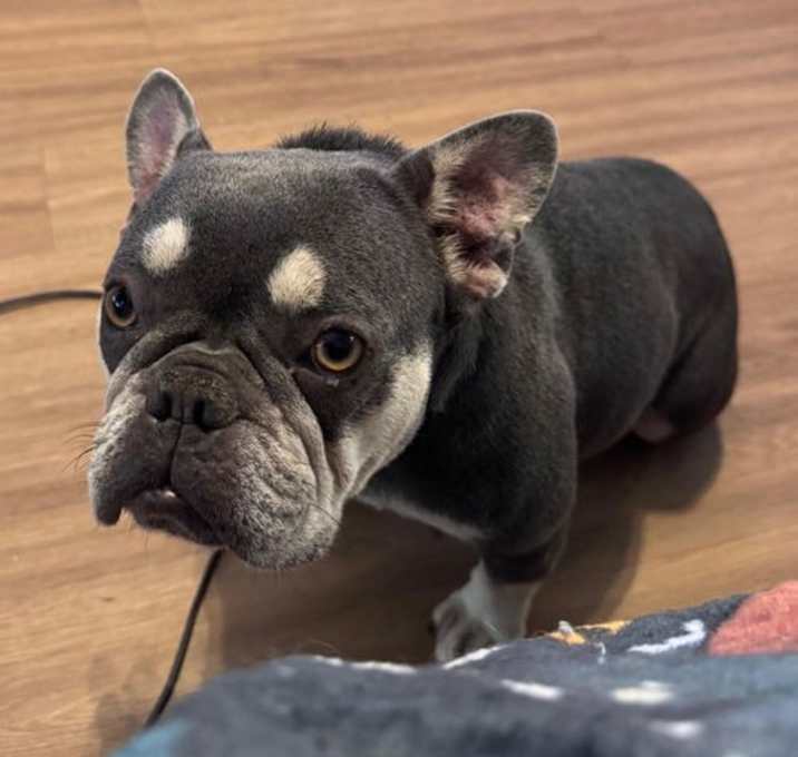 Photo of Peanut