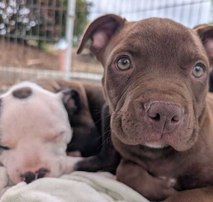 Photo of Hershey