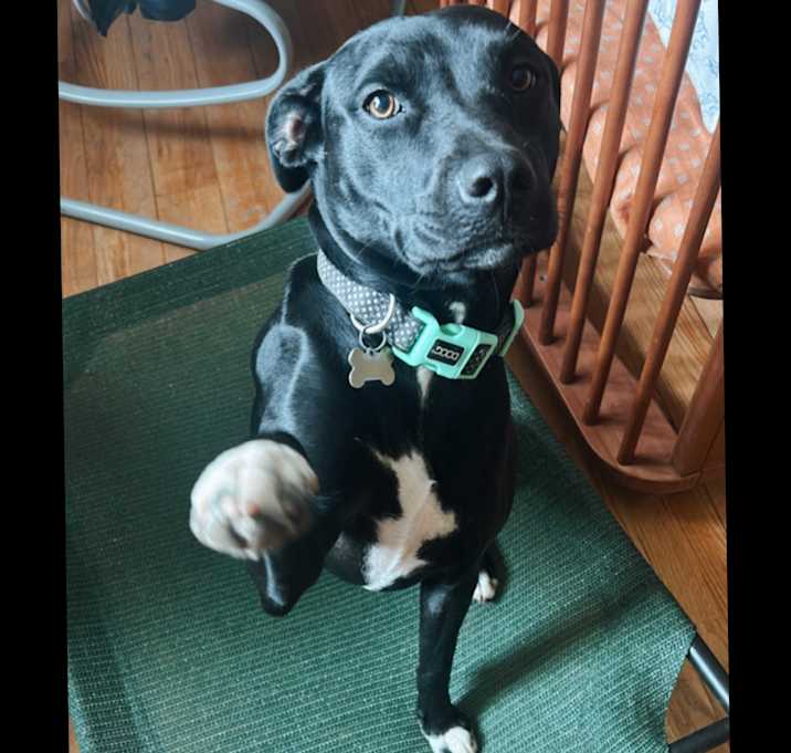 Photo of Mabel