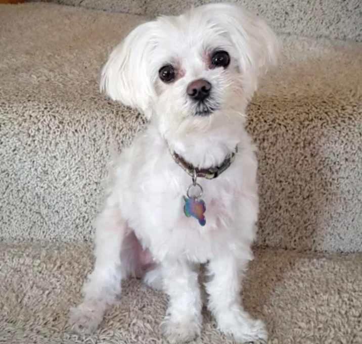 Photo of Maltipoo