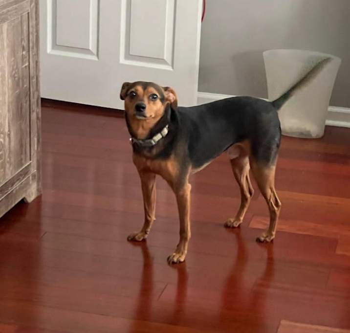 Photo of Bandit