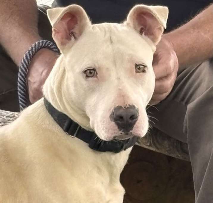 Photo of Olive - At shelter available 5/26