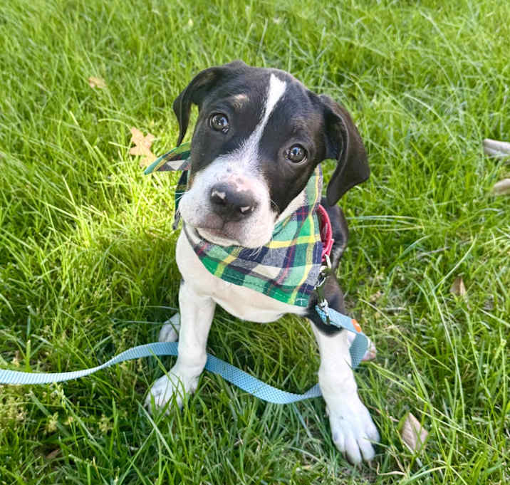 Photo of Oscar 