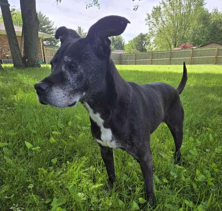 Photo of Barkley