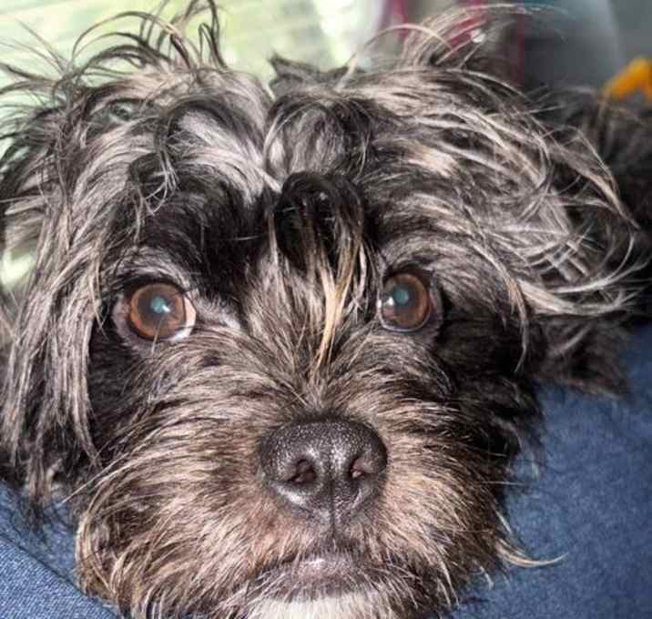 Photo of Birdie
