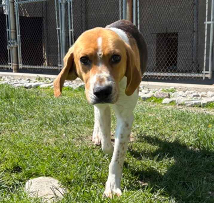 Photo of Copper