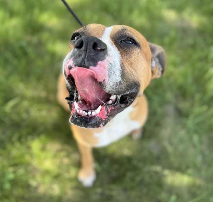 Photo of Daisy