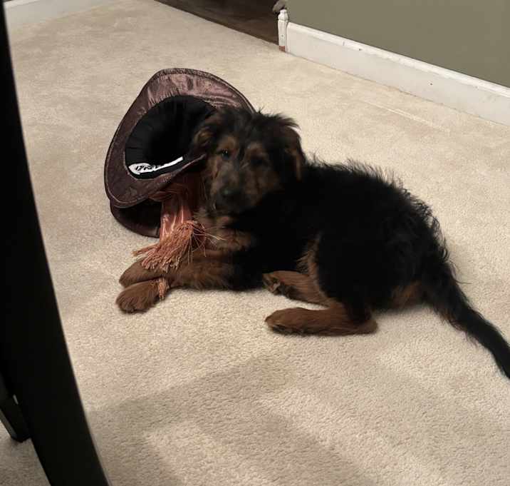 Photo of Lyla Belle