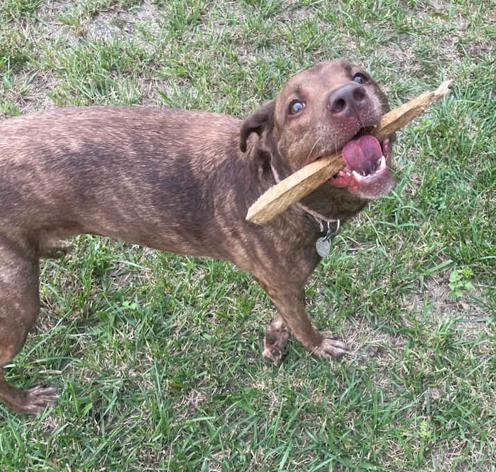 Photo of Nova