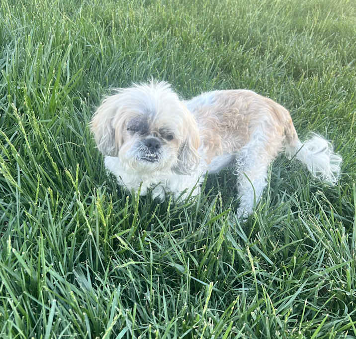Photo of Fluffy