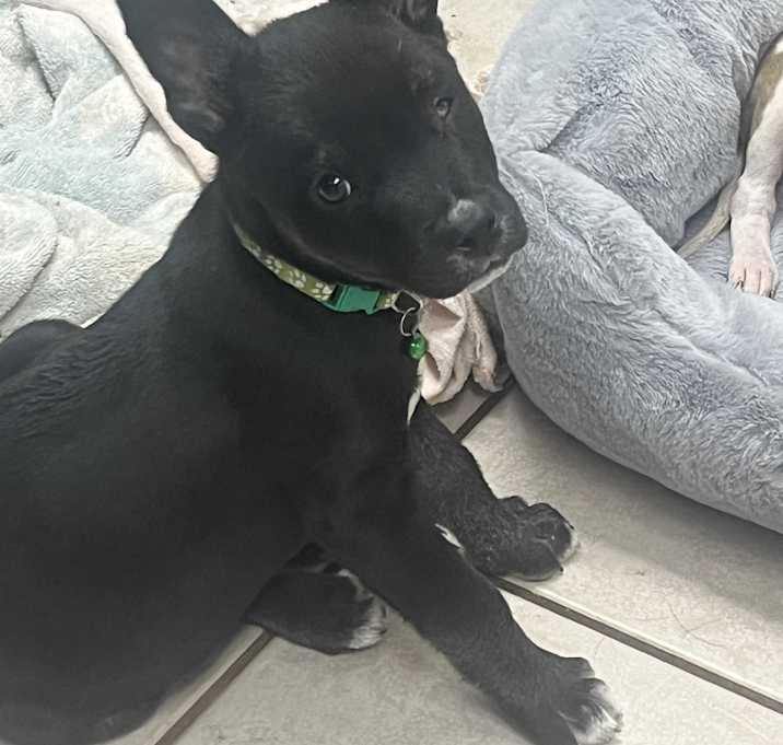 Photo of Peanut