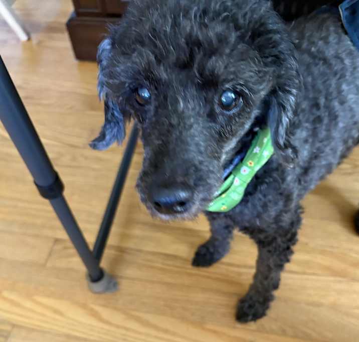 Photo of Mubby