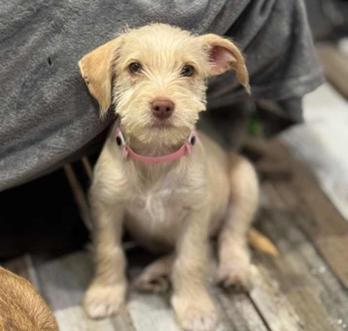 Photo of SPARKLER