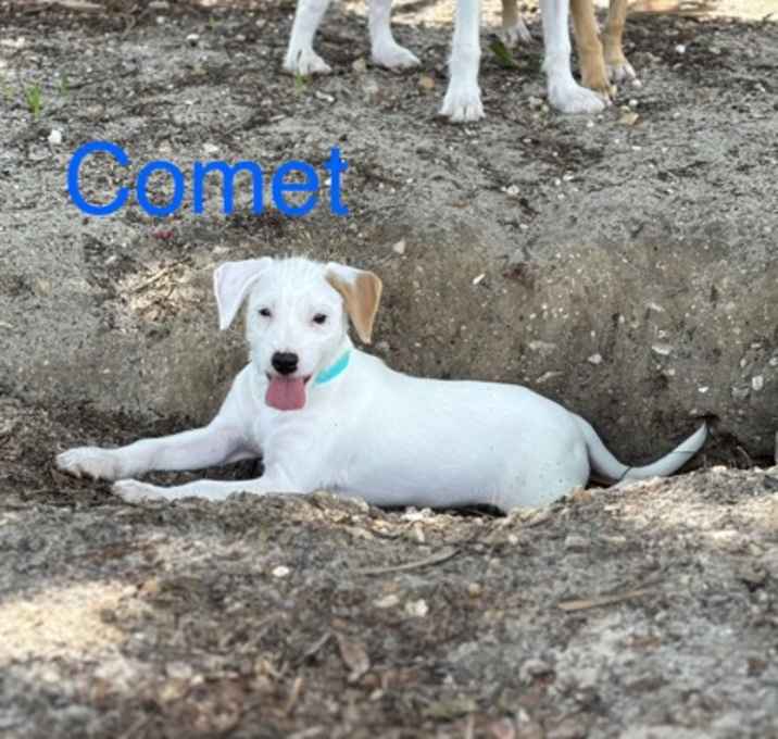 Photo of COMET