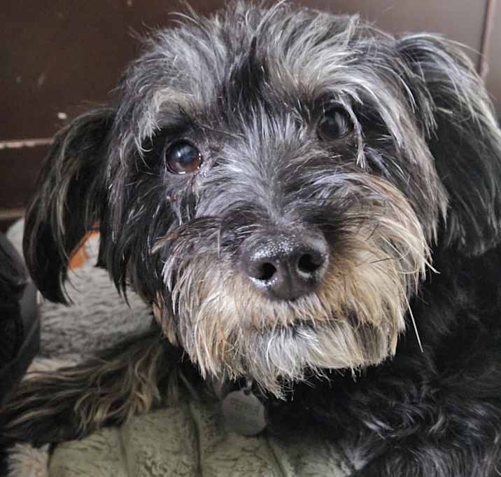 Photo of Pepper