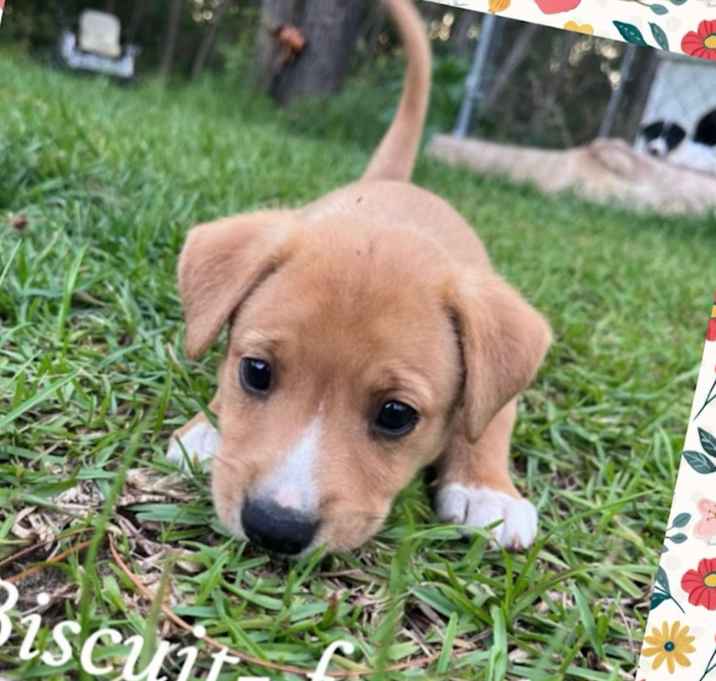 Photo of Biscuit