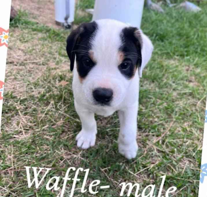 Photo of Waffles