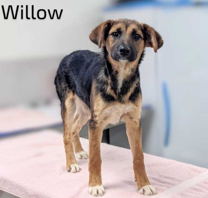 Photo of Willow