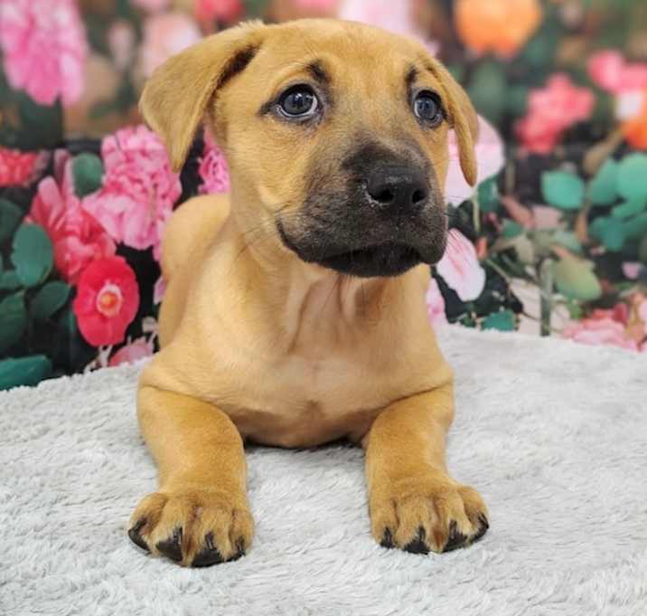 Photo of Piper