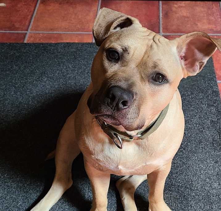 Photo of Diesel
