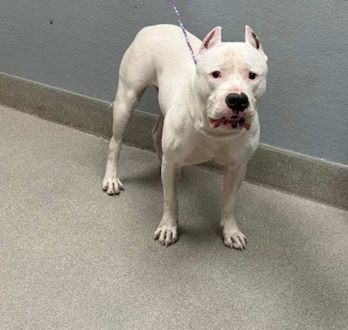 Photo of SNOWBALL