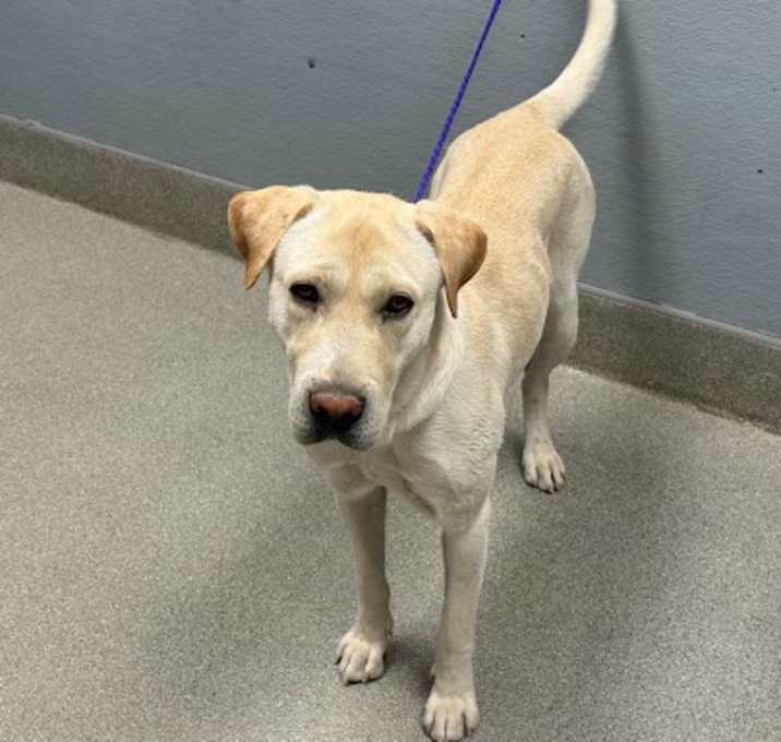 Photo of ARCHIE