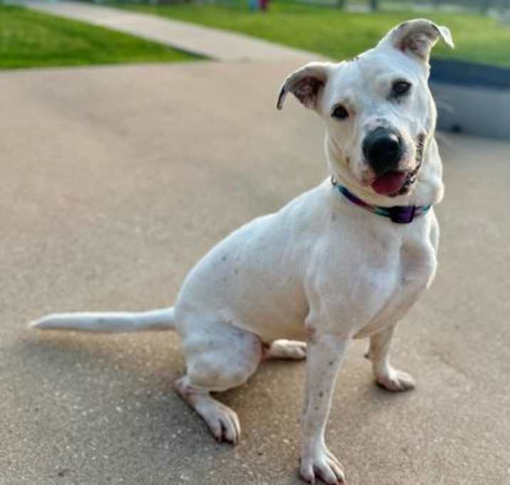 Photo of Gypsy