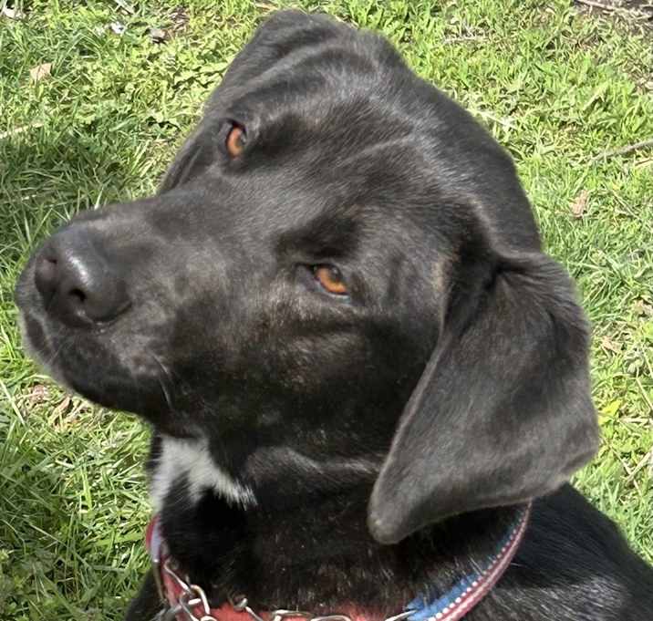 Photo of Greely - New video on this very adoptable boy!