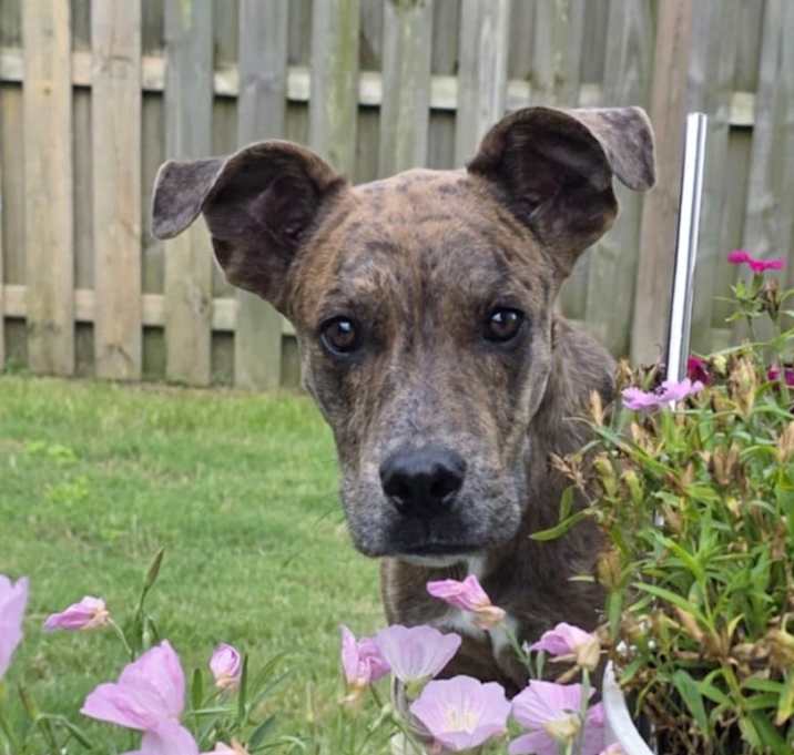 Photo of Asta