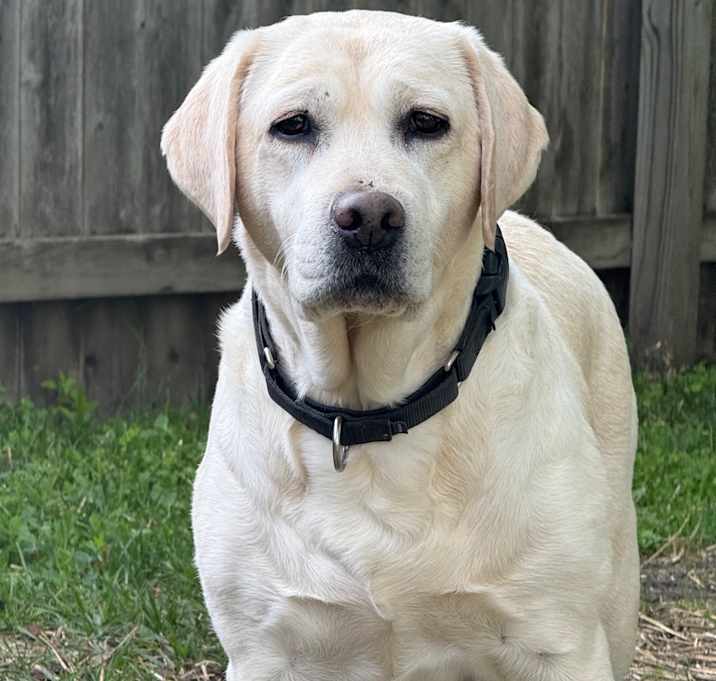 Photo of Mango