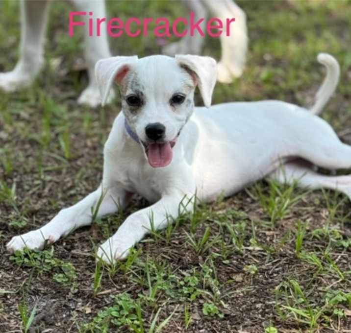 Photo of FIRECRACKER