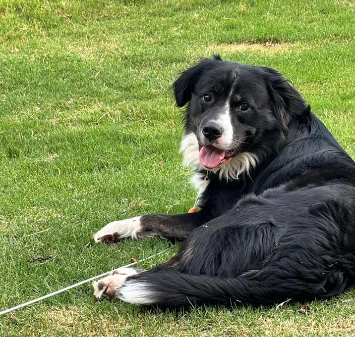 Photo of Oreo aka Rio